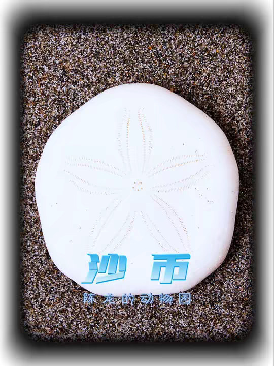 今天我们来说说：沙币！嘿嘿
