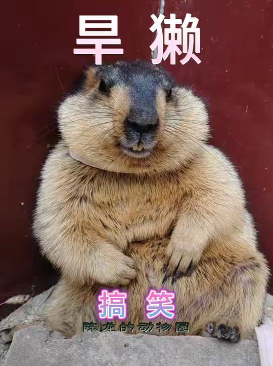 还吃？收你们来了！哈哈...旱獭土拨鼠！
