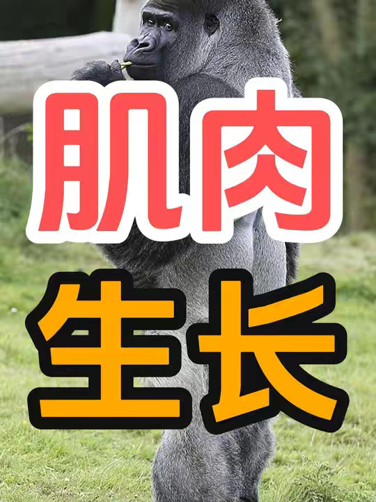 为什么动物几乎不锻炼肌肉还那么发达，人类却要不断健身才可以？