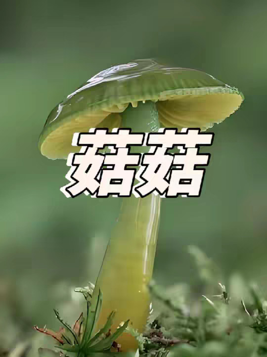 红伞伞，白杆杆，吃完一起躺板板