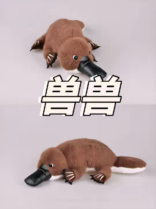 动物界的四不像，鸭嘴兽
