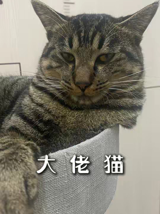 农村大佬之一，猫界的丧彪！