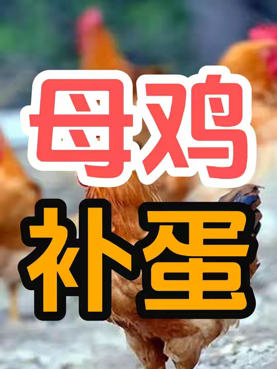 鸡看到鸡蛋被人类拿走为什么不生气？