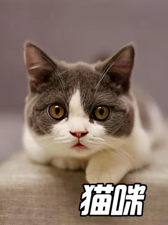 原来猫咪是能看懂人类的亲热行为的，而且很爱看