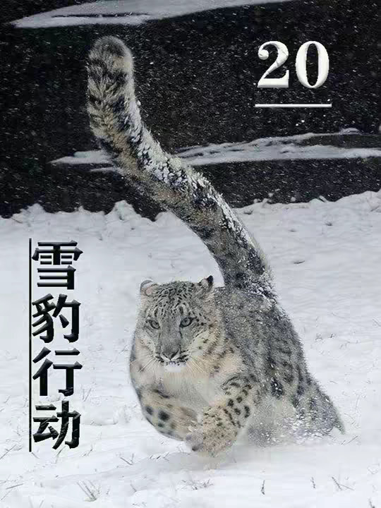 兰州吴二贵，昌吉邵老虎，两个毒枭落网一对，乌市禁毒支队劳道