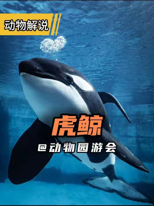 虎鲸 攻击技能点满的鲨鱼，为什么打不过虎鲸！