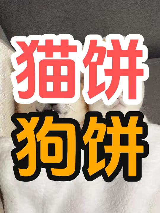 为什么马路上被压死的猫比狗多？
