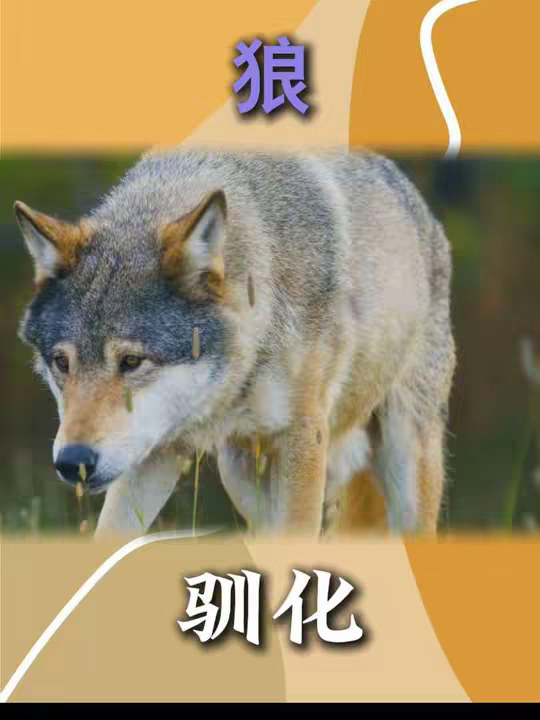 狗是由狼驯化来的，还是狼选择了人类变成了狗？