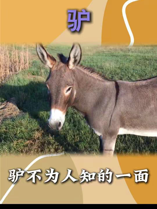 驴的情感原来如此细腻