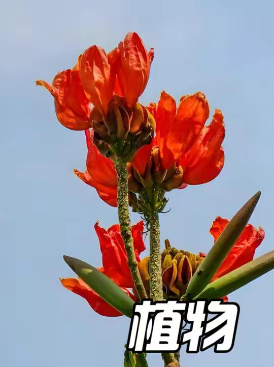 坟头植物，种上一颗，年年都能自动撒钱，真好