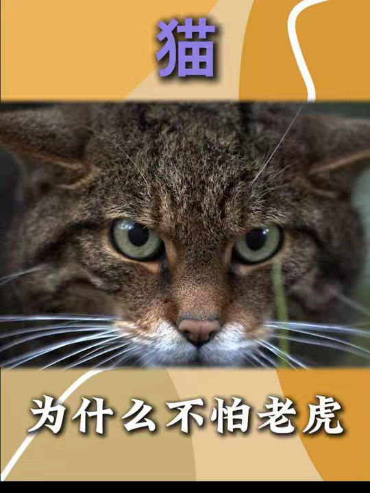猫不怕老虎是真的吗？