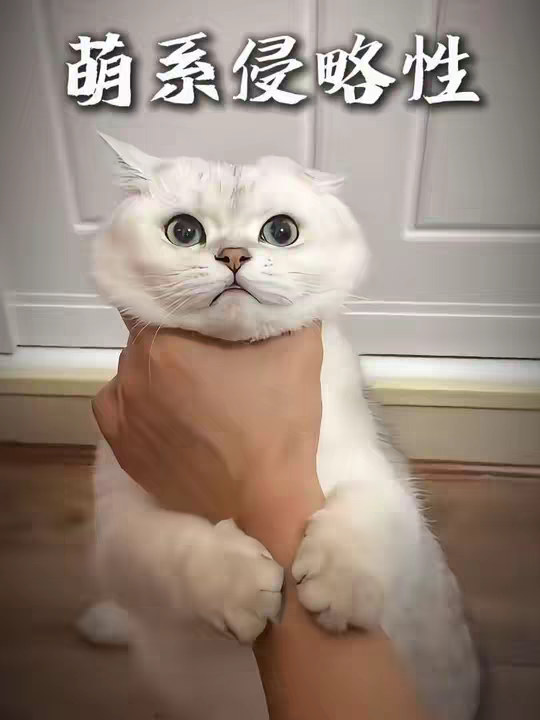 为什么看到可爱的东西会产生攻击性的冲动？
