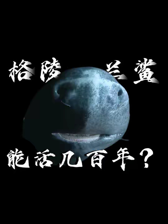格陵兰鲨居然能活五百多年吗？而且它的肉还有毒？这是真的吗？