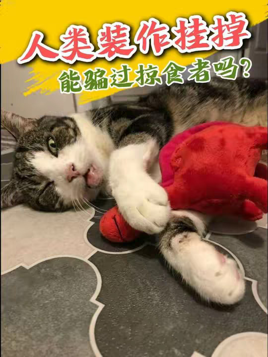 人类装作挂掉能骗过掠食者吗？