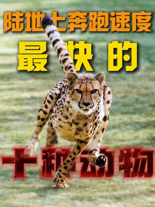 陆地上奔跑速度最快的十种生物，你认识几种？