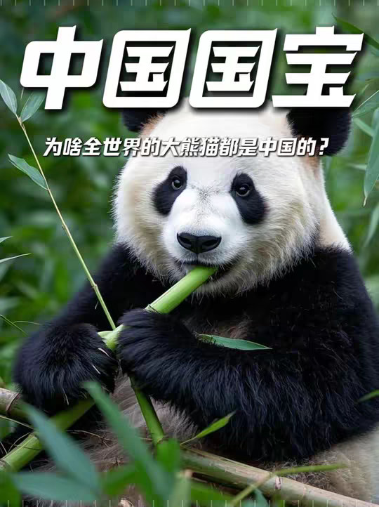 为啥全世界的大熊猫，都是中国的？租熊猫比养豪车还费钱！