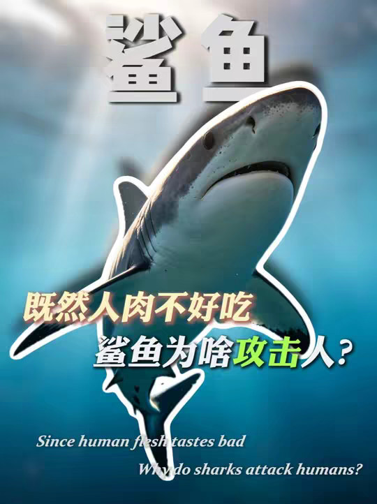 鲨鱼咬人竟只是在"尝鲜"？