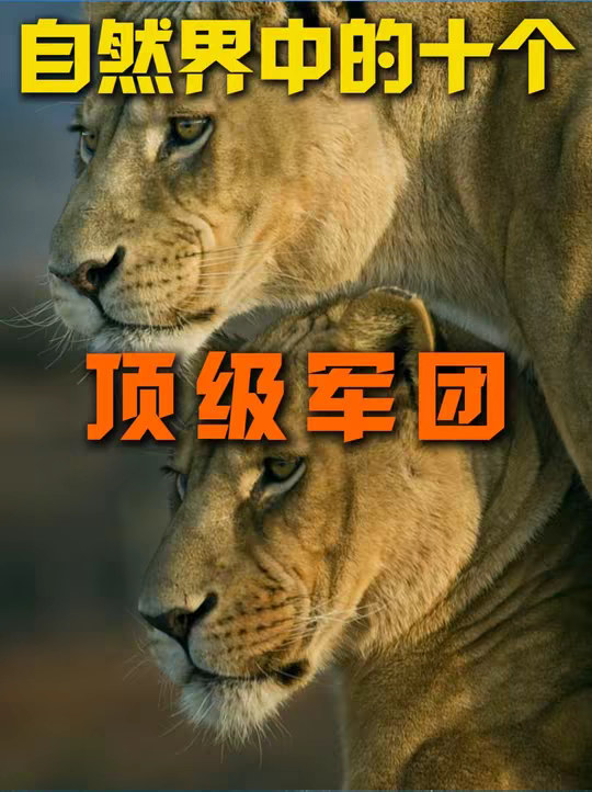 自然界中恐怖的顶级军团，没一个都让人感觉头皮发麻！