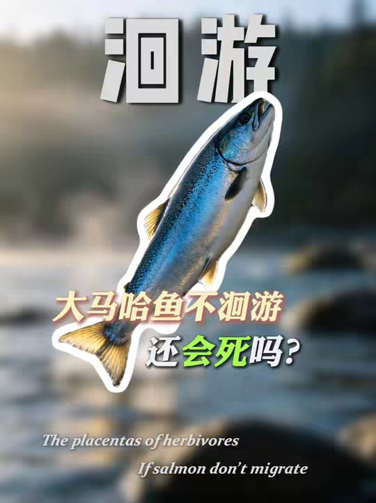 如果大马哈鱼不洄游产卵，它还会死吗？