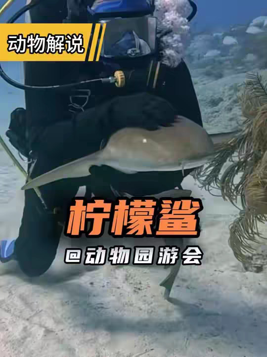 柠檬鲨 像小狗样子的鲨鱼。