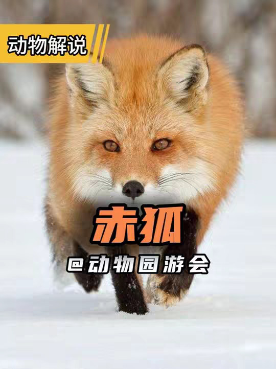 赤狐 见狐等于见福！