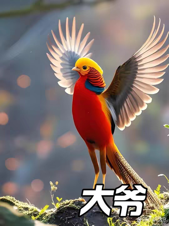我看还是别保护动物了，还是保护大爷吧！