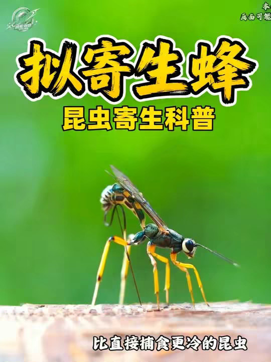 比寄生更狠，比捕食更冷：拟寄生蜂 它不是普通寄生虫，也不是普通捕食者。拟寄生蜂会把卵产进宿主体内，再把一个活着的生命，一步一步变成下一代的育儿箱。