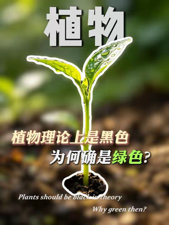 植物理论上是黑色的，但它偏偏选了绿色