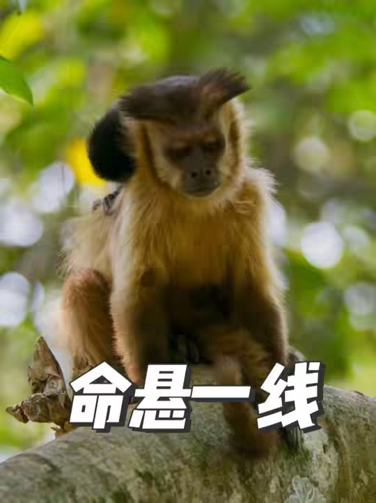 正在睡觉的猴哥险遭巨蟒偷袭