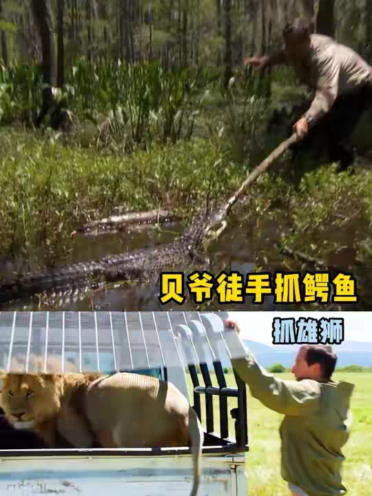 贝爷:我先装糖，然后阴它一手
