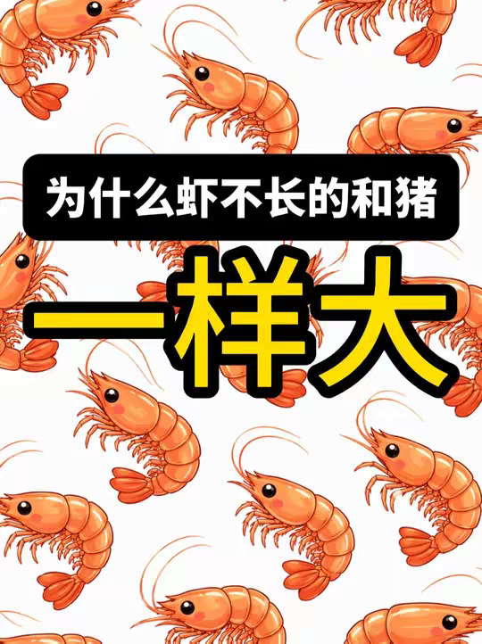 虾这么好吃，要是猪一样大该多好