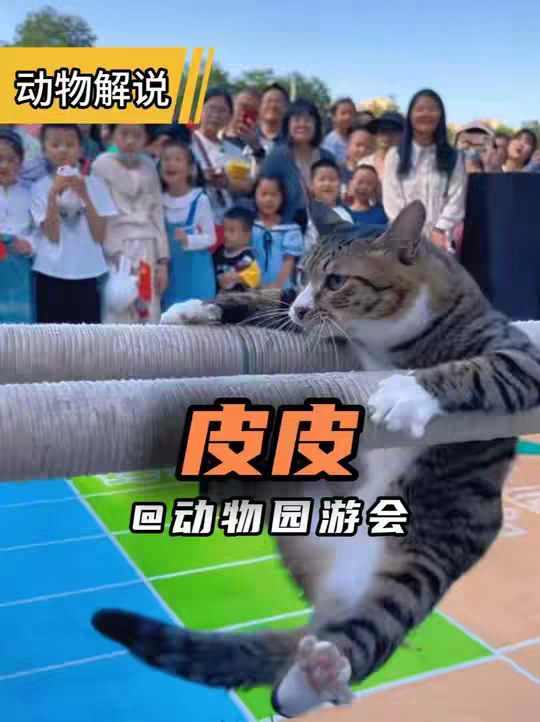 皮皮 给自己找个班上的狸花猫！