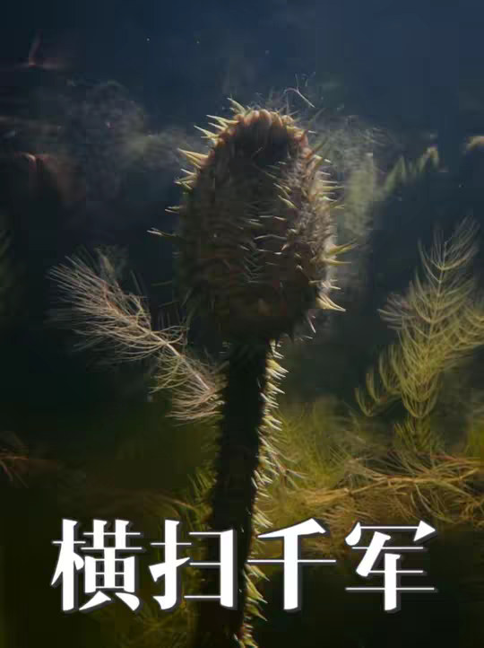 植物粉碎机 水底搅屎棍，亚马逊巨型王莲的战斗记录！