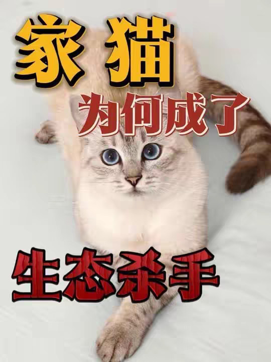 家猫为何成了生态杀手？
