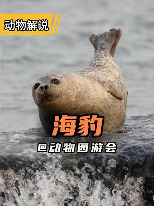 海豹 胖乎乎宝宝！