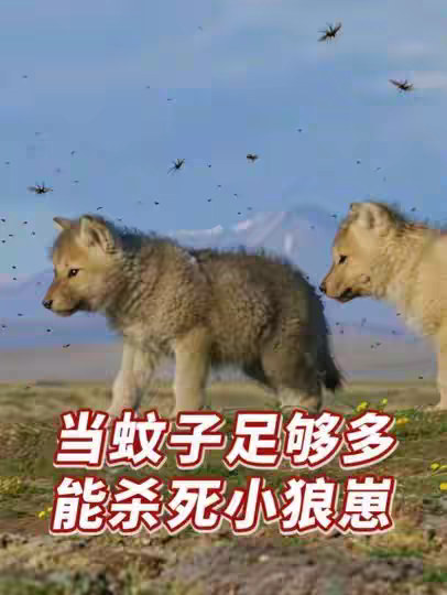 当蚊子的数量足够多时，就可能杀死一只小狼崽