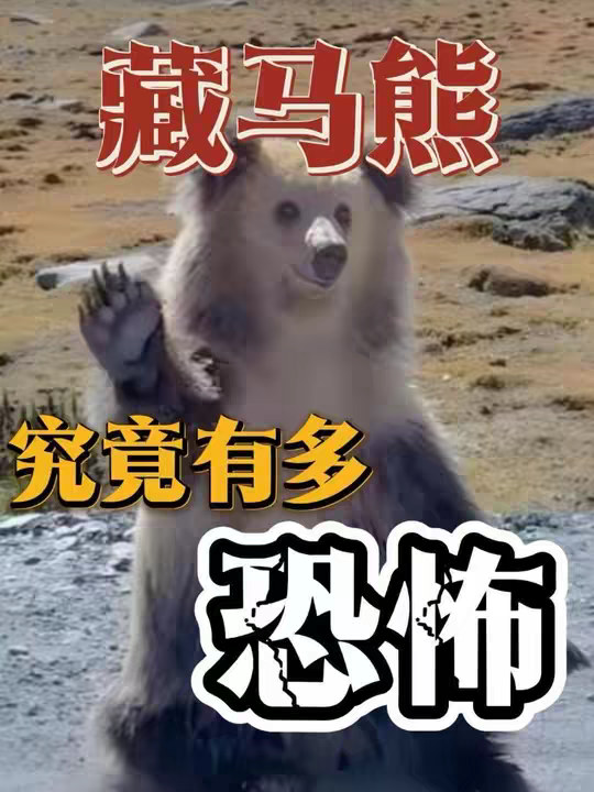 藏马熊有多恐怖，它的智商有多高