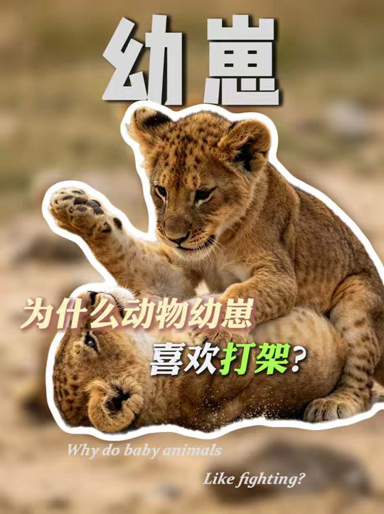 为什么动物幼崽这么喜欢打架？