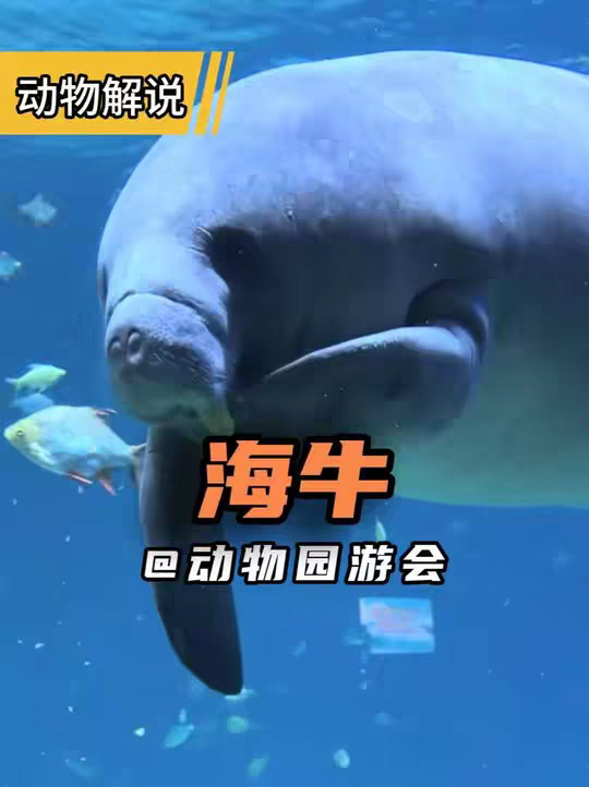 海牛 是为了填补海里没有良子？