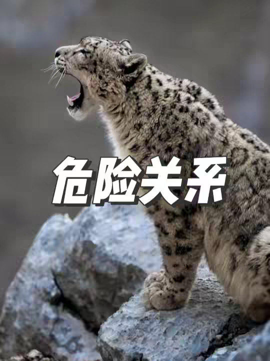 三只藏獒围攻一只雪豹居然丝毫不占上风
