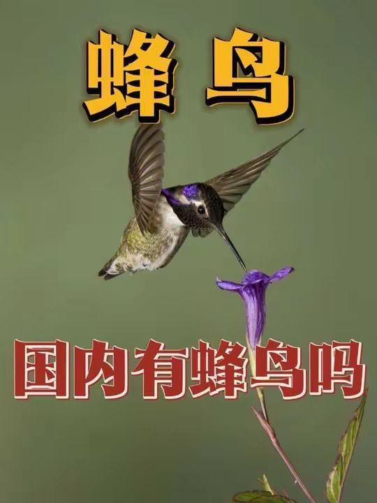 蜂鸟那么可爱，为什么我国明令禁止引入呢？