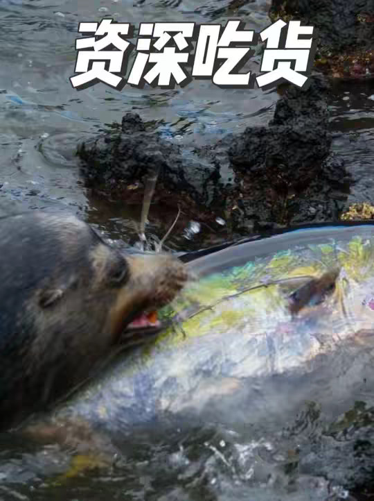 一群海狮的早餐竟能吃掉你一个月的工资
