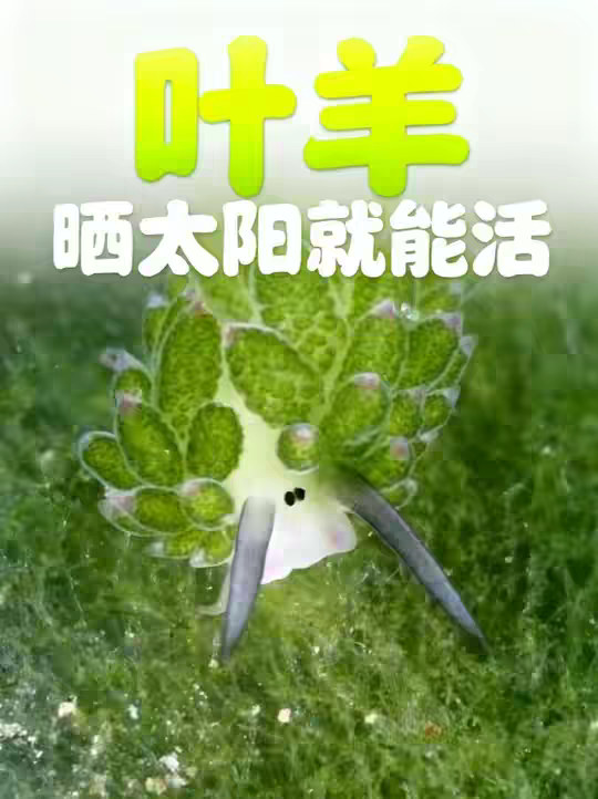 动物体内有叶绿体？只有一个头也能活？