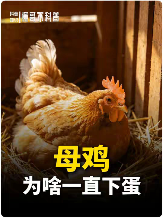 为什么鸡会一直下蛋？