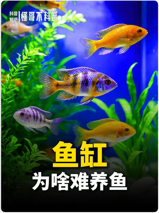 为啥鱼在野外脏水沟里活蹦乱跳，在你家鱼缸却活不过两天半？