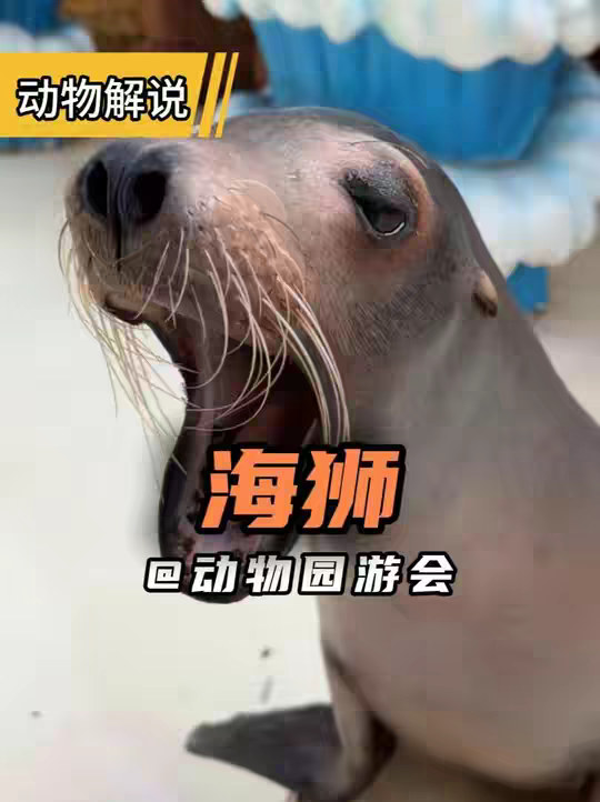 海狮 海茄子！