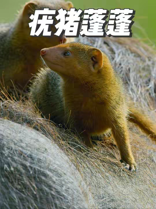 当疣猪蓬蓬的身上爬满蜱虫，竟然意外收获自己的专属技师