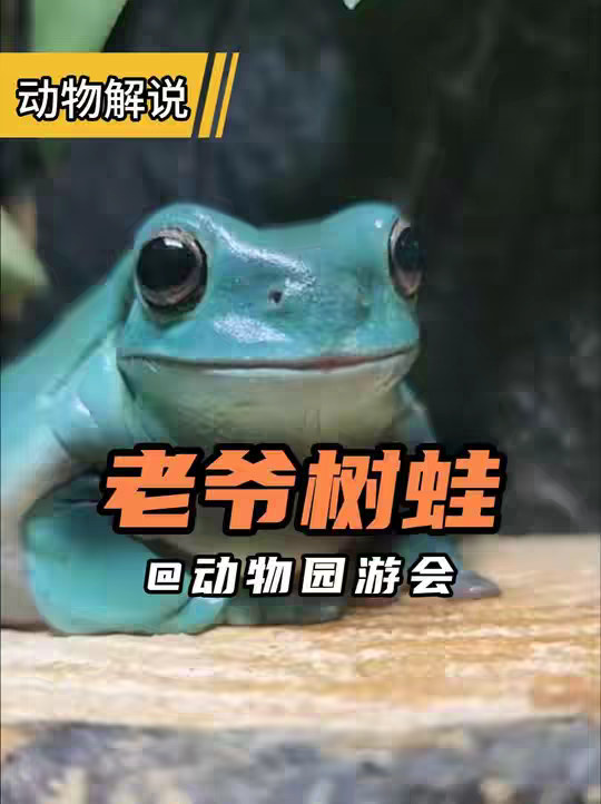 老爷树蛙