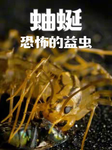 我不明白，一个益虫为什么长这样