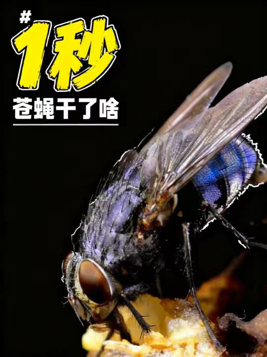 苍蝇一秒钟居然干了那么多事